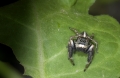 Springspinne