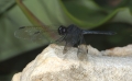 Libelle