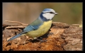 Blaumeise