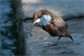 Wasseramsel