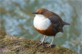 Wasseramsel