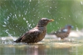Amsel