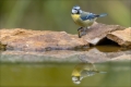 Blaumeise