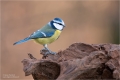 Blaumeise