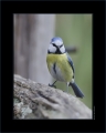 Blaumeise