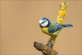 Blaumeise