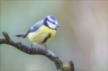 Blaumeise