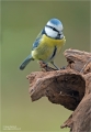 Blaumeise