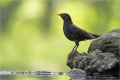 Amsel