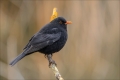 Amsel