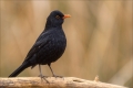 Amsel