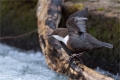 Wasseramsel