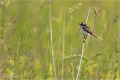 Braunkehlchen