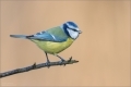 Blaumeise