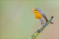Rotkehlchen