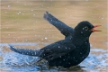 Amsel