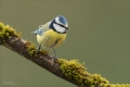 Blaumeise