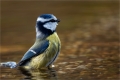 Blaumeise