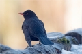 Amsel