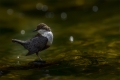 Wasseramsel
