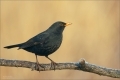 Amsel