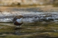 Wasseramsel