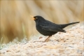Amsel
