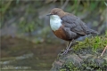 Wasseramsel