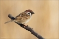 Feldsperling