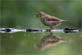 Singdrossel