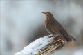Amsel