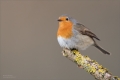 Rotkehlchen
