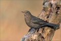 Amsel