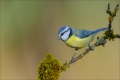 Blaumeise