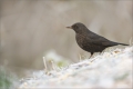 Amsel
