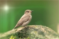 Jungvogel
