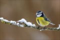 Blaumeise
