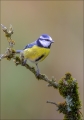 Blaumeise