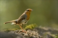 Rotkehlchen