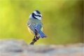 Blaumeise