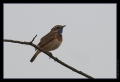 Blaukehlchen