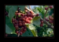 Kaffee-Verarbeitung