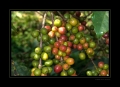 Kaffee-Verarbeitung