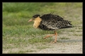 Kampfläufer