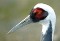 Kranich Portrait