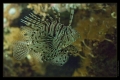 Rotfeuerfisch